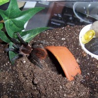 Brachypelma vagans female