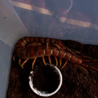 Scolopendra alternans "Haitian Giant"