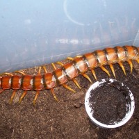 Scolopendra alternans "Haitian Giant"