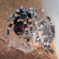 Redknee Molt