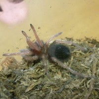 Brachypelma boehmei