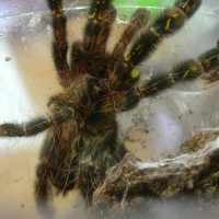 Poecilotheria ornata