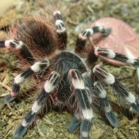 Acanthoscurria geniculata