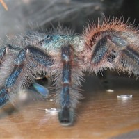 Avicularia versicolor 2" juvenile