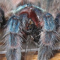 Avicularia versicolor 2" juvenile