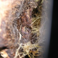 Doezsha's  poecilotheria. ornata