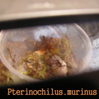 Doezsha's Pternochilus.murinus "Peaches"