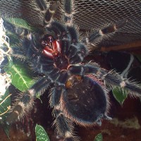 Lasiodora klugi, is it a male?