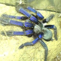 Cyriopagapus sp. "blue"