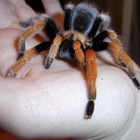 Aphonopelma bicoloratum