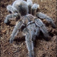 Grammostola Rosea