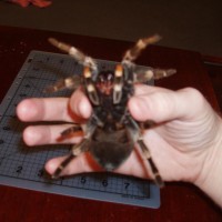 Brachipelma Smithi