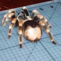 Brachipelma Smithi