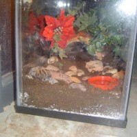 my tarantula's new wild home