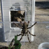 Poecilotheria Regalis