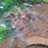 Phormictopus cancerides