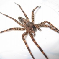 Dolomedes tenebrosus