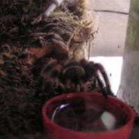 B.smithi