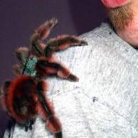 Avicularia versicolor