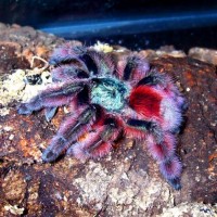 Avicularia versicolor