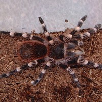 A.geniculata or A.brocklehursti ?