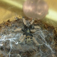 Chromatopelma cyaneopubescens