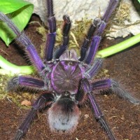 Theraphosa apophysis