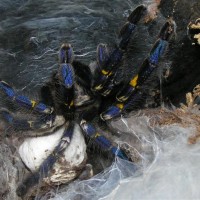 Poecilotheria metallica with eggsac