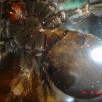 B. Smithi