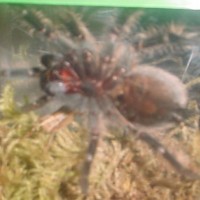 Curly Hair Tarantula (Brachypelma albopilosum)