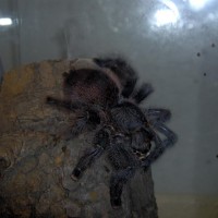 Avi. Avicularia