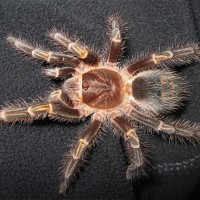 Grammostola aureostriata 2.5"