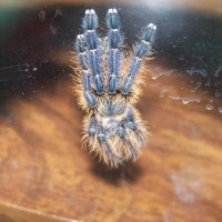 Cyriopagopus sp. "blue" molt