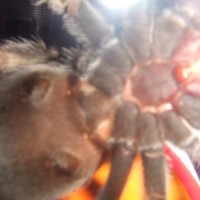 Mexican Redknee, Female? Hopefully