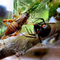 Latrodectus menavodi