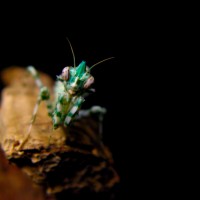 Blepharopsis mendica (Egyptian Flower Mantis)