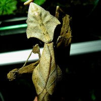 Deroplatys lobata (Dead Leaf Mantis)