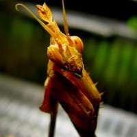 Gongylus gongylodes (Wondering Violin Mantis)