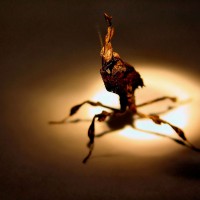 Phylocrania paradoxa (Ghost Mantis)