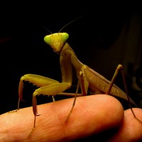 Sphodromantis centralis