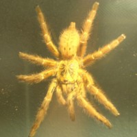 P. Murinus