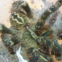 Poecilotheria ornata