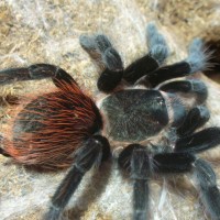 Brachypelma vagans