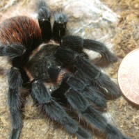 Brachypelma vagans