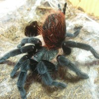 Brachypelma vagans