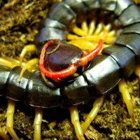 Scolopendra subspinipes