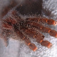 Avicularia bicegoi, Brick Red Pink Toe