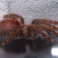 Avicularia bicegoi, Brick Red Pink Toe