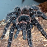 Lasiodora Parahybana 7" Female