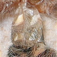 Avicularia bicegoi